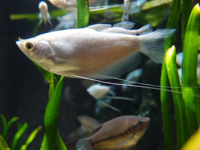 f:id:aquatottotoday:20160125084453j:plain