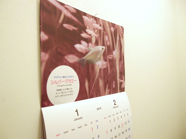 f:id:aquatottotoday:20160125084454j:plain