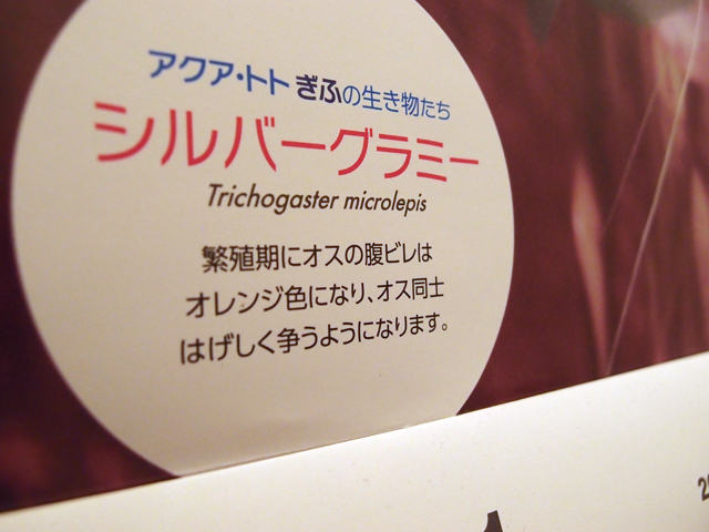 f:id:aquatottotoday:20160125084455j:plain