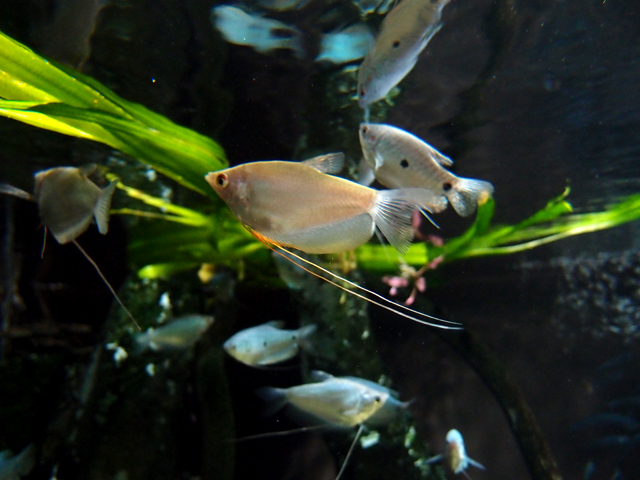 f:id:aquatottotoday:20160125084456j:plain