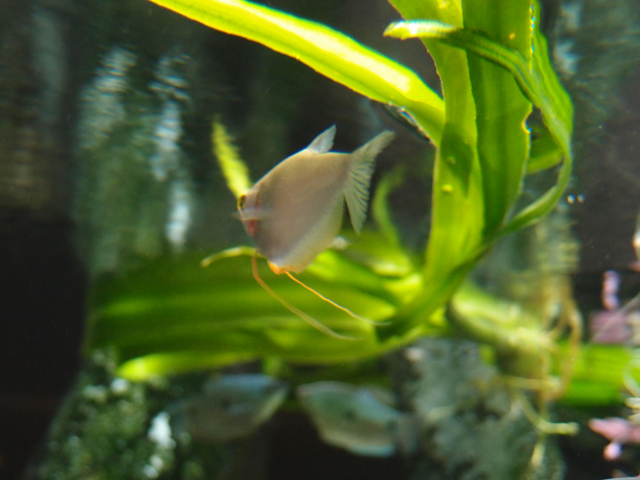 f:id:aquatottotoday:20160125084457j:plain