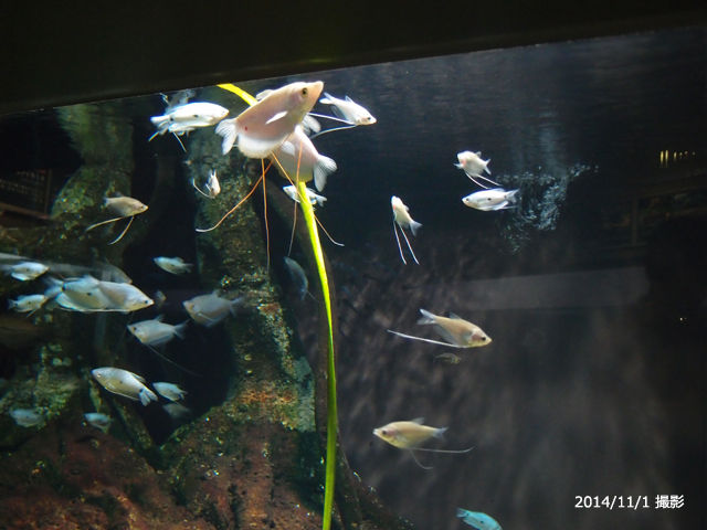 f:id:aquatottotoday:20160125084458j:plain