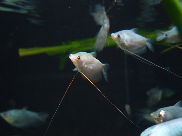 f:id:aquatottotoday:20160125084459j:plain