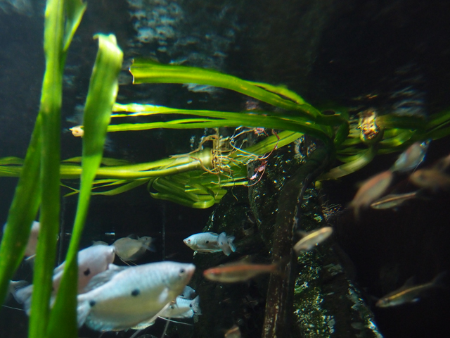 f:id:aquatottotoday:20160125084500j:plain