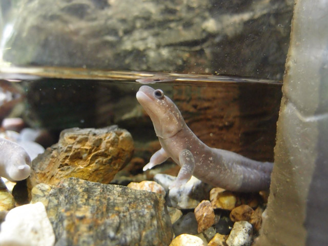 f:id:aquatottotoday:20160223185617j:plain