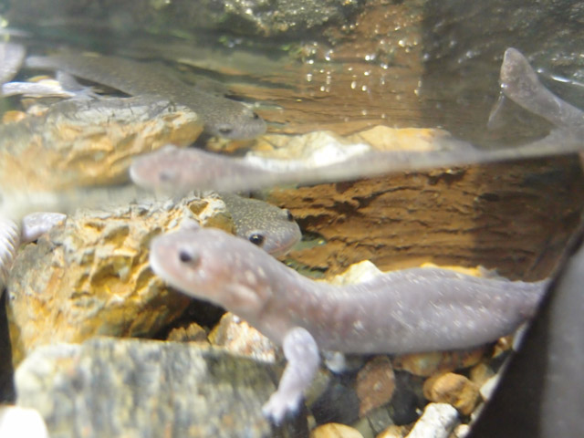 f:id:aquatottotoday:20160223185618j:plain