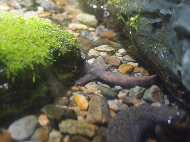 f:id:aquatottotoday:20160223185619j:plain