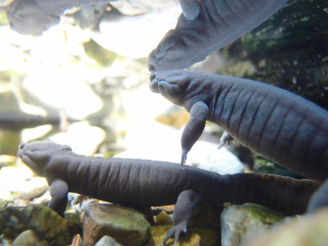 f:id:aquatottotoday:20160223185620j:plain