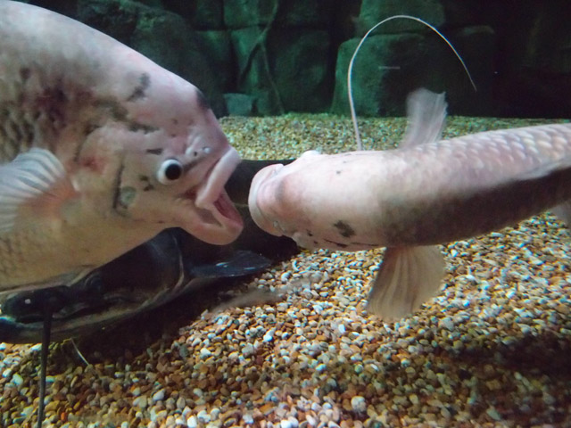 f:id:aquatottotoday:20160223185727j:plain