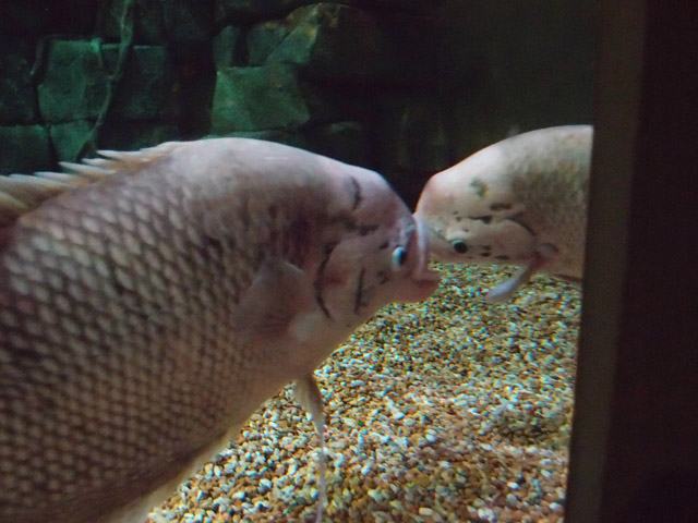 f:id:aquatottotoday:20160223185728j:plain