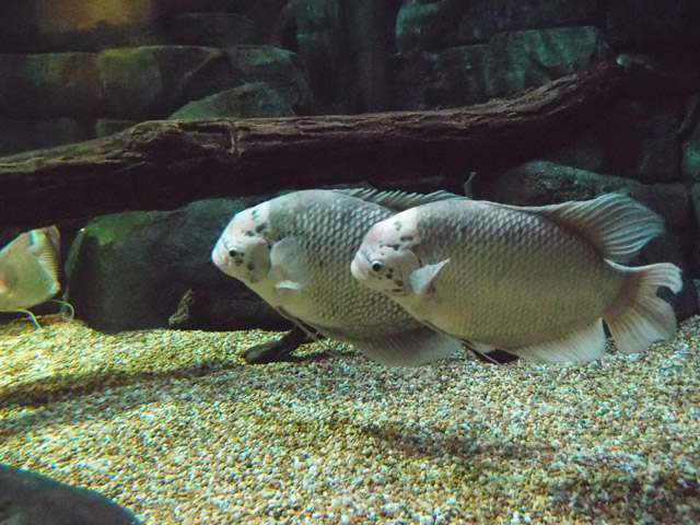 f:id:aquatottotoday:20160223185729j:plain