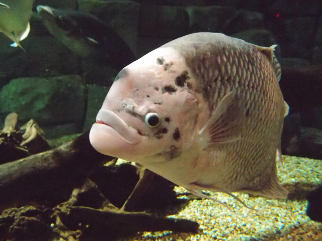 f:id:aquatottotoday:20160223185730j:plain