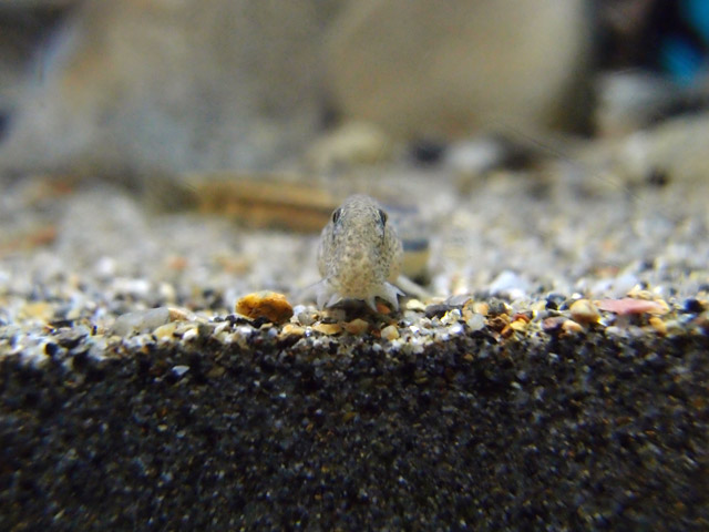 f:id:aquatottotoday:20160328100844j:plain