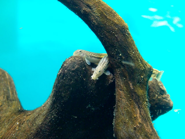 f:id:aquatottotoday:20160328100845j:plain