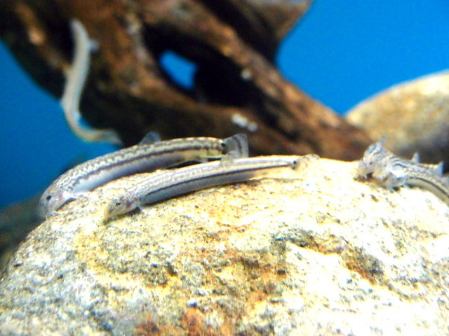 f:id:aquatottotoday:20160328100846j:plain