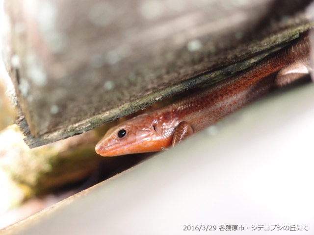 f:id:aquatottotoday:20160407083700j:plain