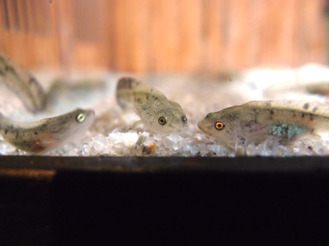 f:id:aquatottotoday:20160502095055j:plain