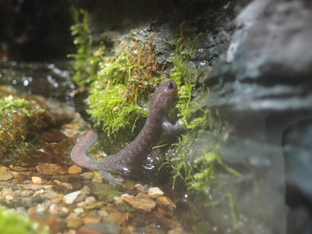 f:id:aquatottotoday:20160516055414j:plain