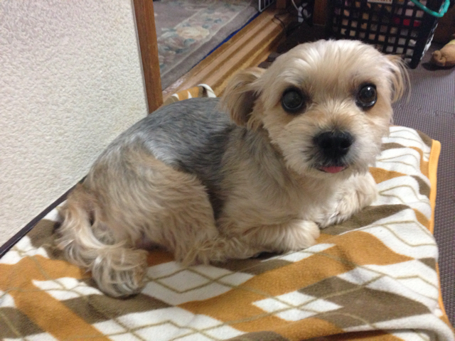 f:id:araihajime:20130612130726j:plain f:id:araihajime:20130612130726j:plain