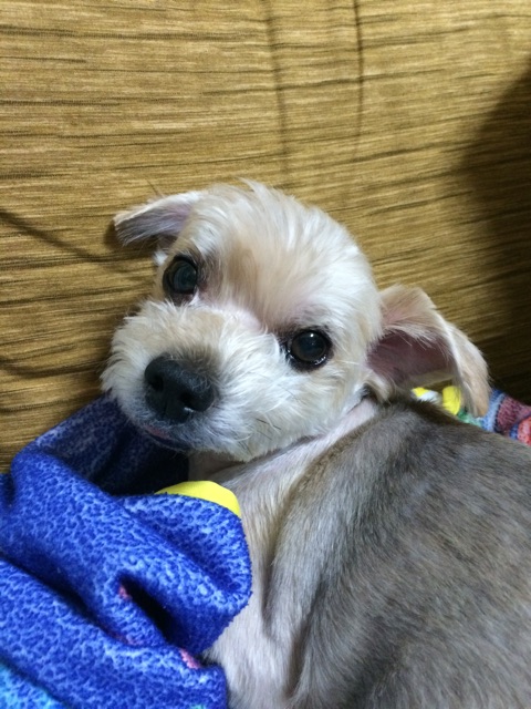 f:id:araihajime:20150101191032j:plain f:id:araihajime:20150101191032j:plain