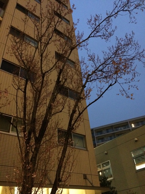 f:id:araihajime:20150319183641j:plain f:id:araihajime:20150319183641j:plain