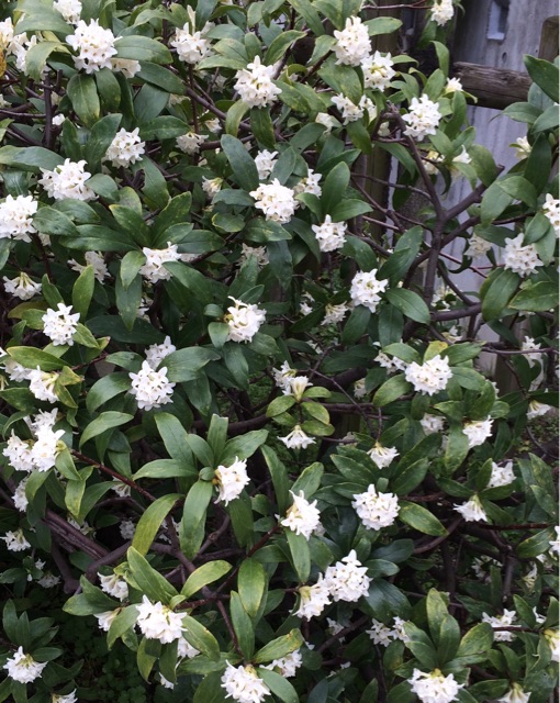 f:id:araihajime:20150324005239j:plain f:id:araihajime:20150324005239j:plain