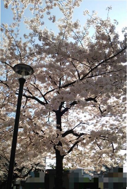 f:id:araihajime:20150402182327j:plain f:id:araihajime:20150402182327j:plain