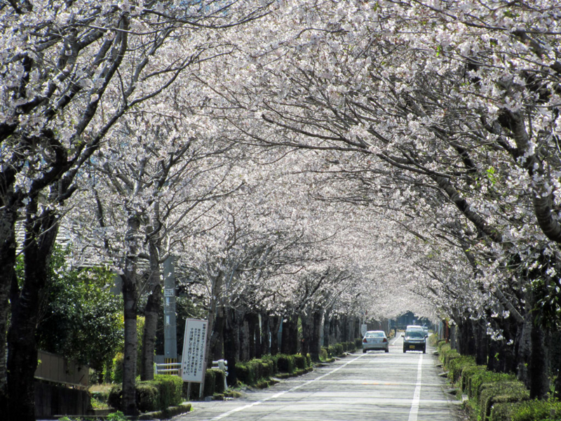 f:id:araraphoto:20140324232753j:plain f:id:araraphoto:20140324232753j:plain