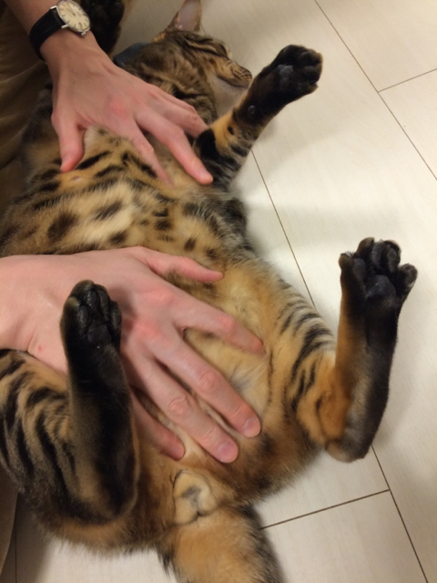 f:id:arma26:20150430141434j:plain f:id:arma26:20150430141434j:plain