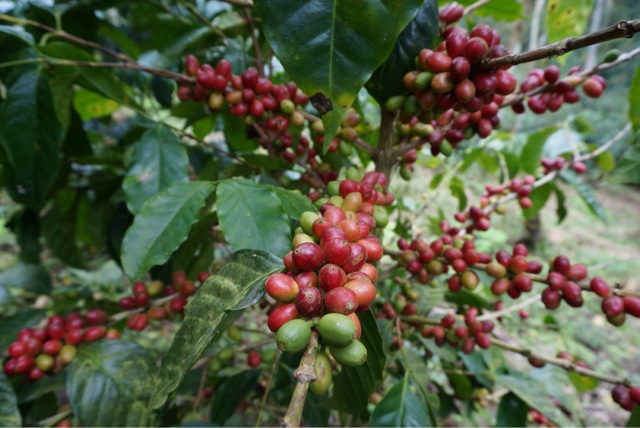 f:id:aromacoffee:20140119204427j:plain f:id:aromacoffee:20140119204427j:plain