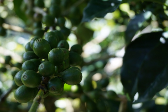 f:id:aromacoffee:20140120202934j:plain f:id:aromacoffee:20140120202934j:plain
