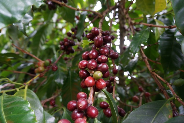 f:id:aromacoffee:20150327231243j:plain f:id:aromacoffee:20150327231243j:plain