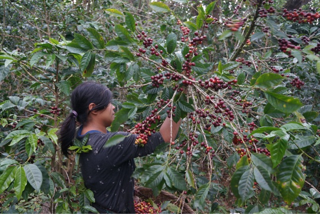 f:id:aromacoffee:20150327231342j:plain f:id:aromacoffee:20150327231342j:plain