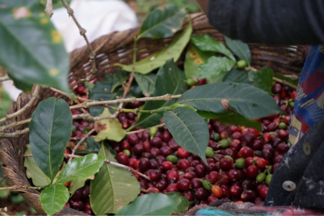 f:id:aromacoffee:20150327231423j:plain f:id:aromacoffee:20150327231423j:plain