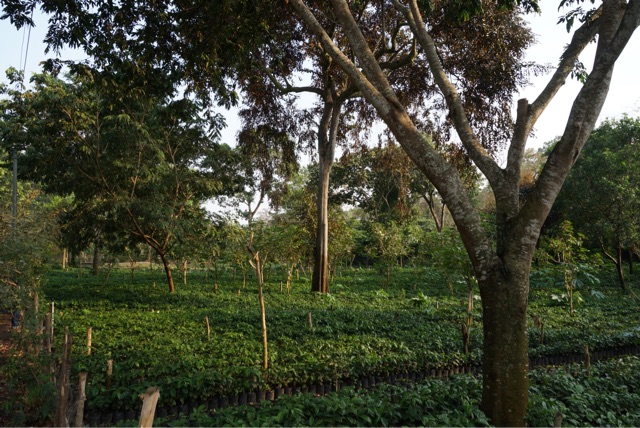 f:id:aromacoffee:20150327233240j:plain f:id:aromacoffee:20150327233240j:plain