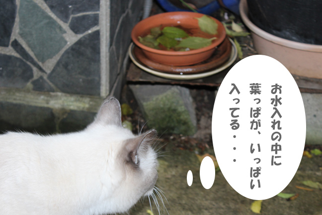 f:id:arumisei010:20131116182423j:plain f:id:arumisei010:20131116182423j:plain