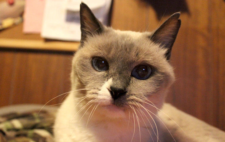 f:id:arumisei010:20131211195639j:plain f:id:arumisei010:20131211195639j:plain