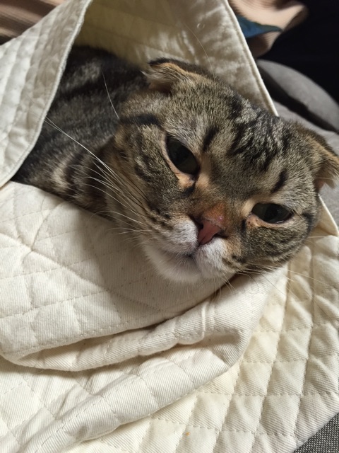 f:id:asagitti:20150117202611j:plain f:id:asagitti:20150117202611j:plain