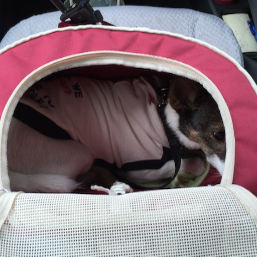 f:id:asako415:20150917181016j:image