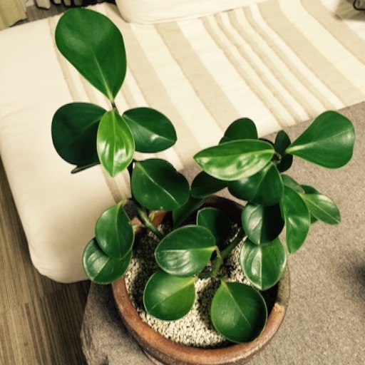 f:id:asako415:20150928222452j:image