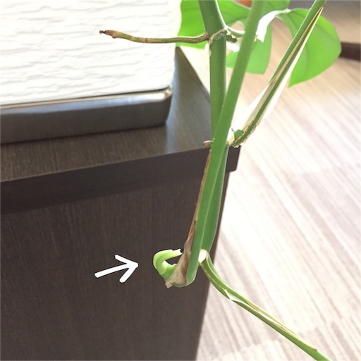 f:id:asako415:20151104162209j:image f:id:asako415:20151104162209j:image
