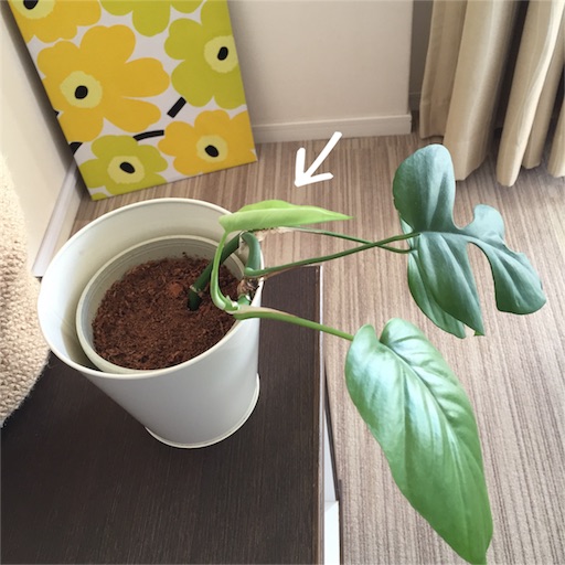 f:id:asako415:20151104162219j:image f:id:asako415:20151104162219j:image