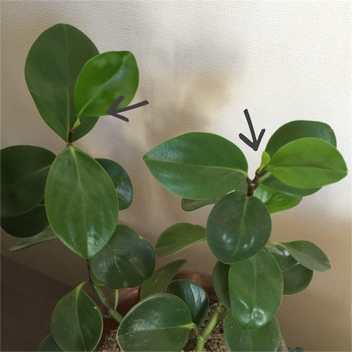 f:id:asako415:20151104162336j:image f:id:asako415:20151104162336j:image