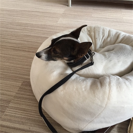 f:id:asako415:20151121182940j:image f:id:asako415:20151121182940j:image