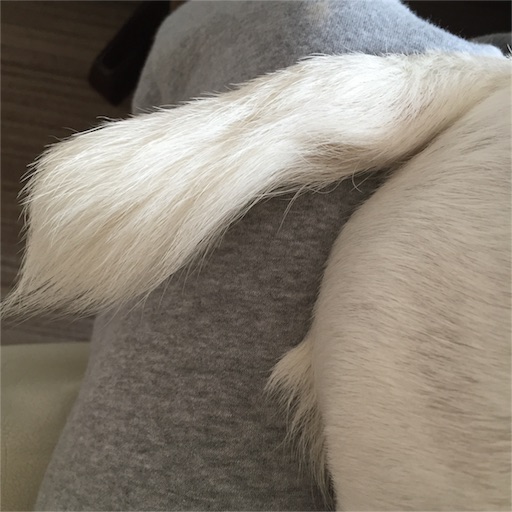f:id:asako415:20151213132145j:image f:id:asako415:20151213132145j:image