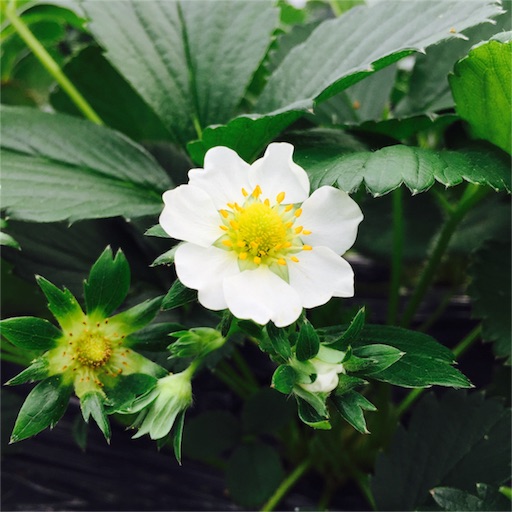 f:id:asako415:20160314202727j:image f:id:asako415:20160314202727j:image