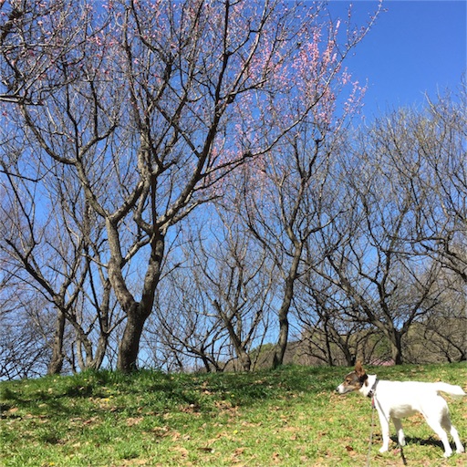 f:id:asako415:20160321222006j:image f:id:asako415:20160321222006j:image