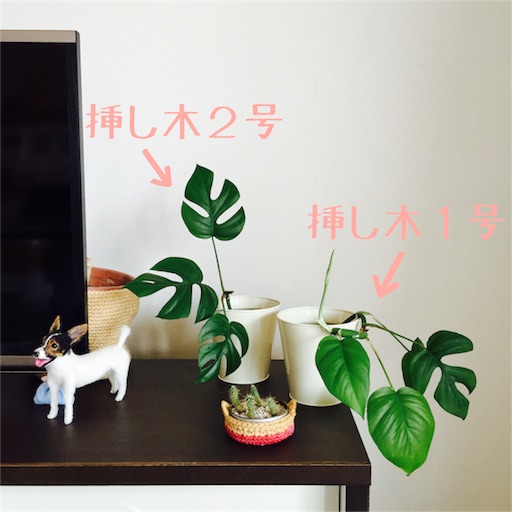 f:id:asako415:20160602225150j:image f:id:asako415:20160602225150j:image