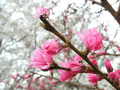 f:id:asami81:20070511155834j:image