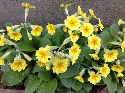 f:id:asatime:20160504211428j:image f:id:asatime:20160504211428j:image